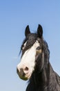 Portrait of blue-eyed horse Royalty Free Stock Photo