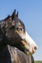 Portrait of blue-eyed horse Royalty Free Stock Photo