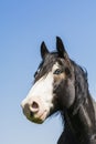 Portrait of blue-eyed horse Royalty Free Stock Photo