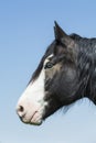 Portrait of blue-eyed horse Royalty Free Stock Photo