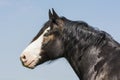 Portrait of blue-eyed horse Royalty Free Stock Photo