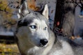 Portrait of a blue-eyed sled dog breed Siberian Husky Royalty Free Stock Photo