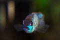 Portrait of a blue fish cichlid Nannacara anomala in aquarium