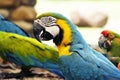 Portrait of blue and gold macaw parrot Royalty Free Stock Photo