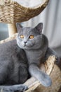 Blue British Shorthair cat in basket Royalty Free Stock Photo