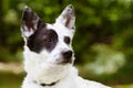 Portrait of blue heeler or Australian cattle dog Royalty Free Stock Photo