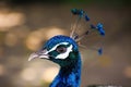 Portrait of blue indian male peacock pavo cristatus with fancy crest, blurred background. Thailand Royalty Free Stock Photo