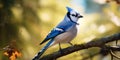 Portrait of a blue jay in natural habitat Royalty Free Stock Photo