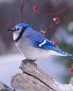 A portrait of a Blue Jay at rest.