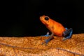 Portrait of an blue jeans dart frog Royalty Free Stock Photo