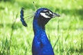 Portrait of blue male peacock with head and neck Royalty Free Stock Photo