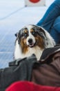 Portrait of blue merle border collie with blue eyes