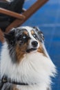 Portrait of blue merle border collie with blue eyes