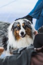 Portrait of blue merle border collie with blue eyes