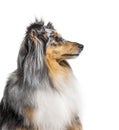Portrait of a Blue merle Sheltie, isolated