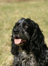 Portrait of Blue Picardy Spaniel Dog Royalty Free Stock Photo