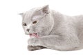 Portrait of blue Scottish fold cat licks his paw Royalty Free Stock Photo