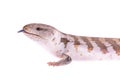 Portrait of a blue tongued skink lizard with its tongue sticking Royalty Free Stock Photo