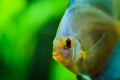 Portrait of a blue tropical Symphysodon discus fish in a fishtank. Royalty Free Stock Photo