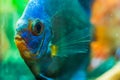 Portrait of a blue tropical Symphysodon discus fish in a fishtank. Royalty Free Stock Photo