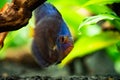 Portrait of a blue tropical Symphysodon discus fish in a fishtank. Royalty Free Stock Photo