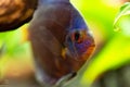 Portrait of a blue tropical Symphysodon discus fish in a fishtank. Royalty Free Stock Photo