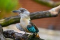 Portrait of blue-winged kookaburra also known as Dacelo leachii