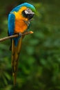 Portrait of blue-and-yellow macaw, Ara ararauna, also known as the blue-and-gold macaw, is a large South American parrot with blue