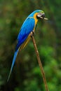 Portrait of blue-and-yellow macaw, Ara ararauna, also known as the blue-and-gold macaw, is a large South American parrot with blue