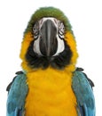Portrait of Blue and Yellow Macaw, Ara Ararauna Royalty Free Stock Photo