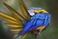Portrait of blue-and-yellow macaw (Ara ararauna) while grooming feathers Royalty Free Stock Photo