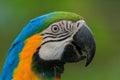 Portrait of blue-and-yellow macaw, Ara ararauna, a large South American parrot with blue top parts and yellow under parts Royalty Free Stock Photo