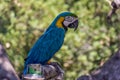 Portrait of a blue-and-yellow macaw Ara ararauna sitting on a branch and looking at the side Royalty Free Stock Photo