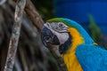 Portrait of a blue-and-yellow macaw Ara ararauna sitting on a branch and looking at the side. It inhabits forest, woodland and Royalty Free Stock Photo