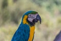 Portrait of a blue-and-yellow macaw Ara ararauna sitting on a branch and looking at the side. This parrots inhabits forest, Royalty Free Stock Photo