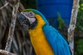 Portrait of a blue-and-yellow macaw Ara ararauna sitting on a branch and looking at the side. This parrots inhabits forest, Royalty Free Stock Photo