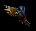 Portrait blue-and-yellow macaw in flight on a black background. Ara parrot, Tropical parrot