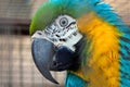 Portrait of the blue-yellow macaw parrot Ara ararauna Royalty Free Stock Photo