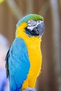 Portrait Of A Blue & Yellow Macaw Royalty Free Stock Photo