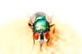 Portrait of Bluebottle Fly on Daisy Royalty Free Stock Photo