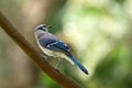 Portrait of a bluejay