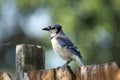 Portrait of bluejay bird perched on old fence Royalty Free Stock Photo