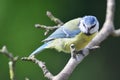 Bluetit perching on a branch Royalty Free Stock Photo