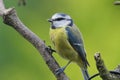 Bluetit perching on a branch Royalty Free Stock Photo