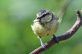 Bluetit perching on a branch Royalty Free Stock Photo
