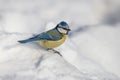 Portrait of a bluetit