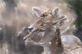 Portrait with a blurred background of two fallow deer cows Royalty Free Stock Photo