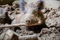 Portrait of a boar in a game park