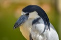 Portrait of boat-billed heron