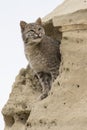 Portrait of bobcat in sand formation Royalty Free Stock Photo